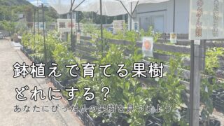 【初心者向け・選び方ガイド】鉢植えで育てる果樹の種類と特徴まとめ
